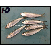 Versorgung Gefrorene Fische Sardine Meeresfrüchte (Sardinella aurita)